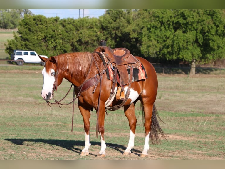 American Quarter Horse Wallach 10 Jahre 147 cm Rotfuchs in Cleburne TX