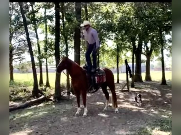 American Quarter Horse Mix Wallach 10 Jahre 147 cm Rotfuchs in Westworth Village, TX