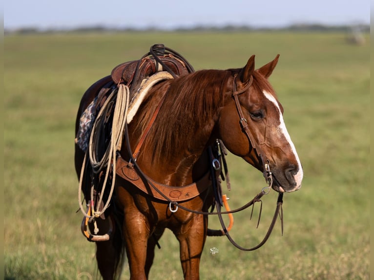 American Quarter Horse Wallach 10 Jahre 147 cm Rotfuchs in Dublin, TX