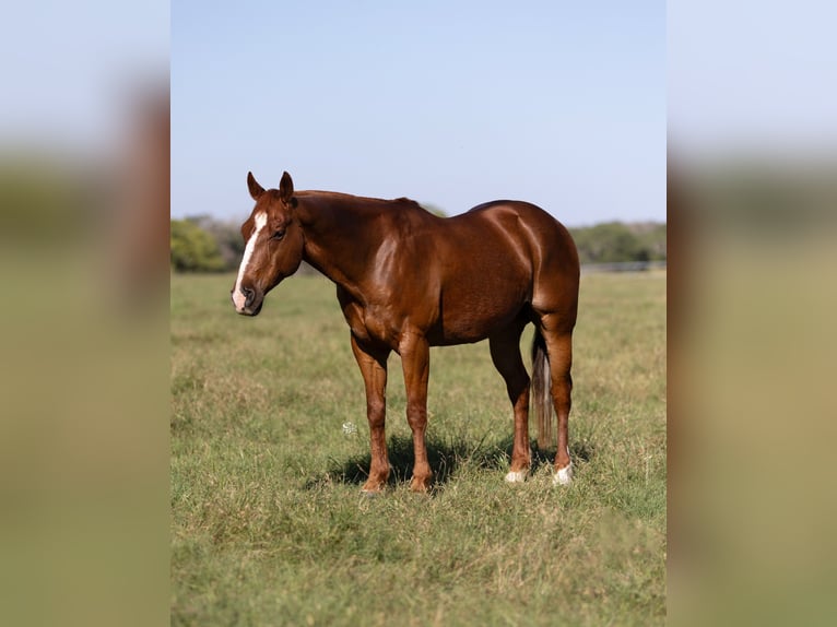 American Quarter Horse Wallach 10 Jahre 147 cm Rotfuchs in Dublin, TX