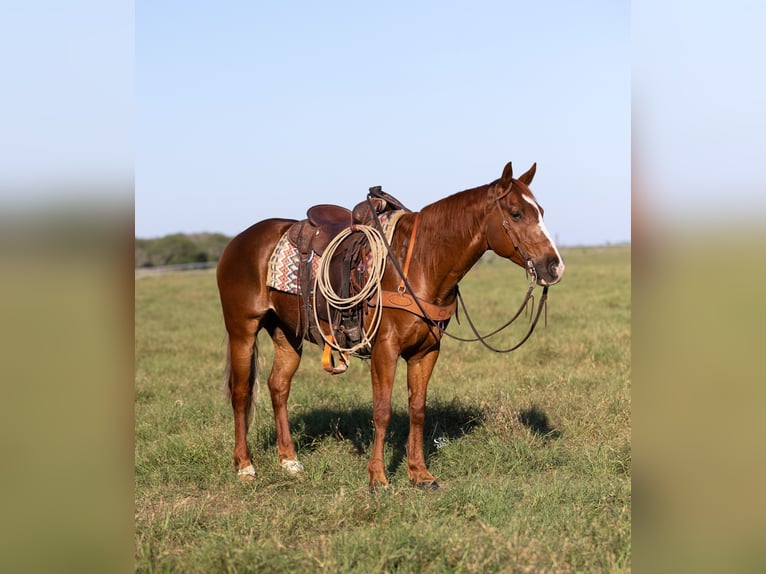 American Quarter Horse Wallach 10 Jahre 147 cm Rotfuchs in Dublin, TX