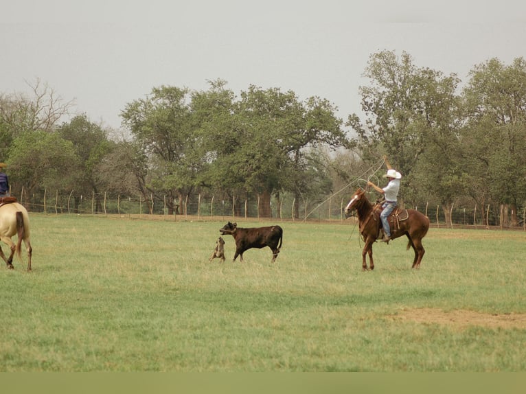 American Quarter Horse Wallach 10 Jahre 147 cm Rotfuchs in Dublin, TX