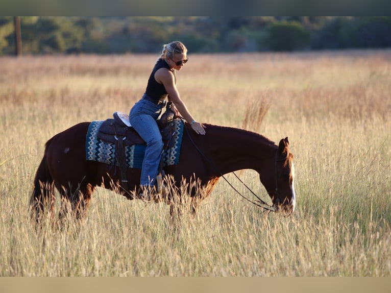 American Quarter Horse Wallach 10 Jahre 147 cm Rotfuchs in Mineral Wells