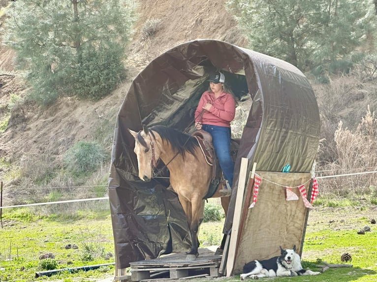 American Quarter Horse Wallach 10 Jahre 147 cm in Bitterwater CA