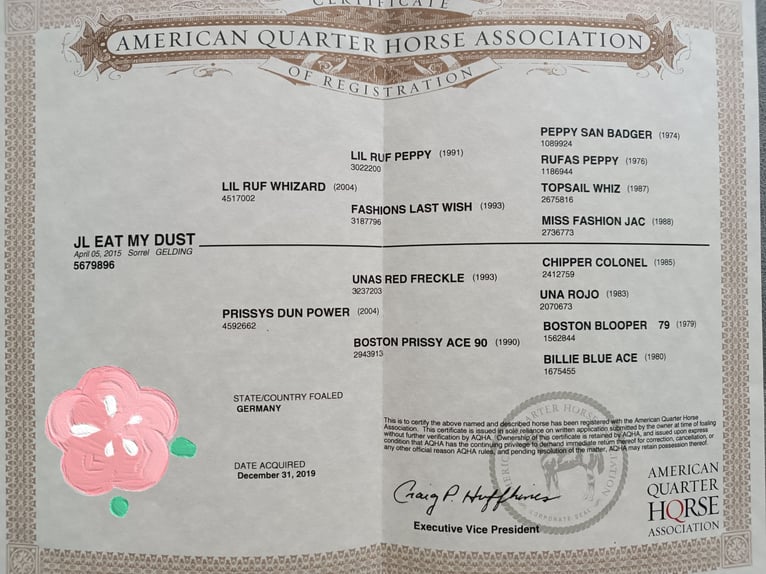 American Quarter Horse Wallach 10 Jahre 148 cm Fuchs in Hünxe