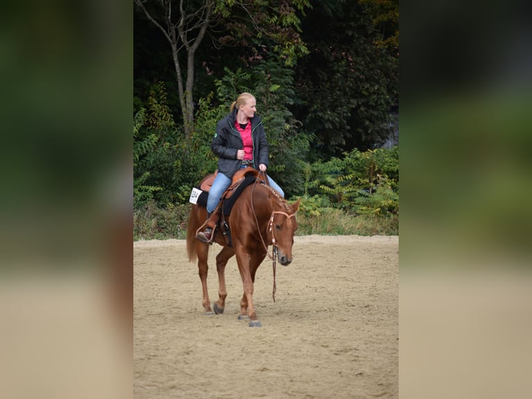American Quarter Horse Wallach 10 Jahre 148 cm Fuchs in Hünxe
