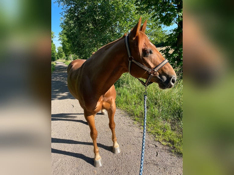 American Quarter Horse Wallach 10 Jahre 148 cm Fuchs in Hünxe