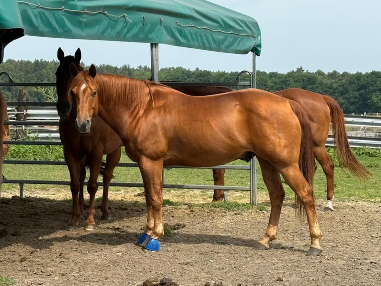 American Quarter Horse Wallach 10 Jahre 148 cm Fuchs in H&#xFC;nxe