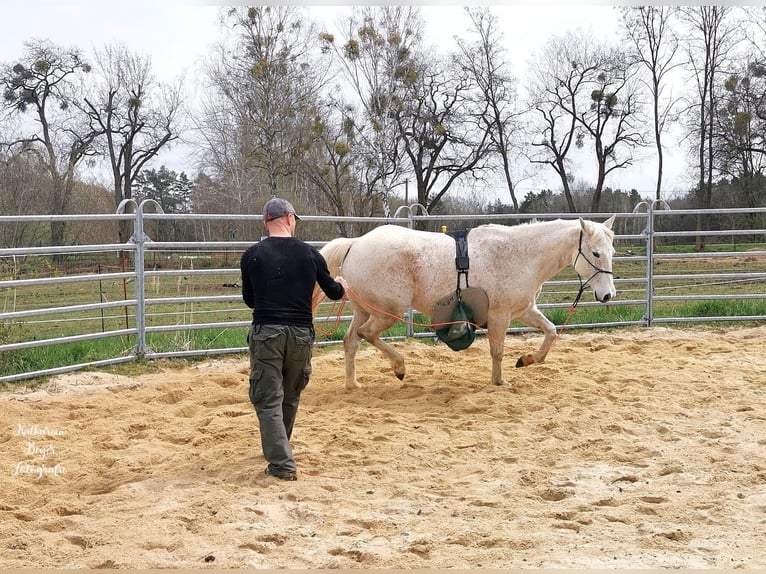 American Quarter Horse Wallach 10 Jahre 149 cm in Herrnhut