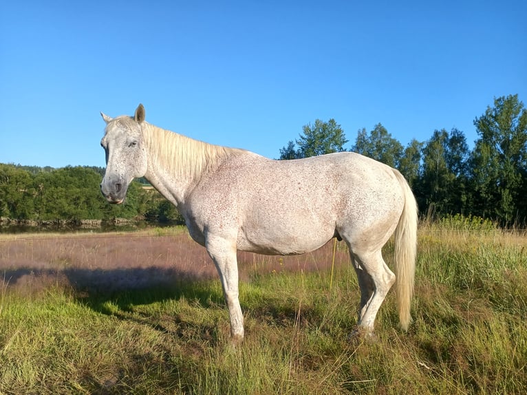 American Quarter Horse Wallach 10 Jahre 149 cm in Herrnhut