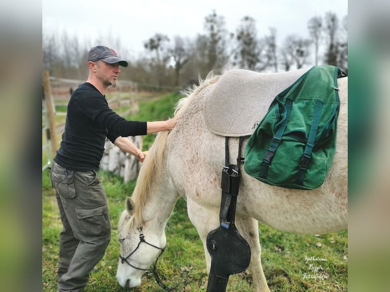 American Quarter Horse Wallach 10 Jahre 149 cm in Herrnhut