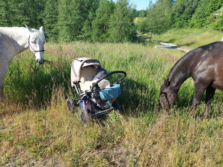 American Quarter Horse Wallach 10 Jahre 149 cm in Herrnhut