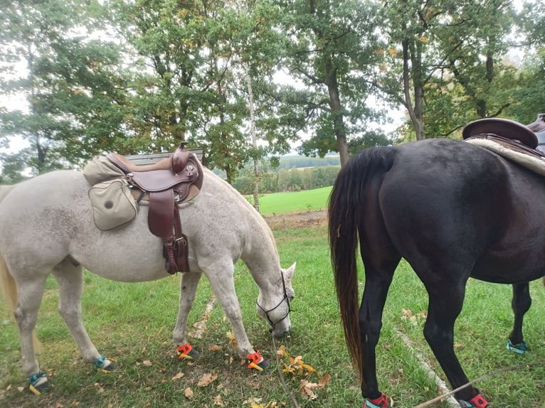 American Quarter Horse Wallach 10 Jahre 149 cm in Herrnhut
