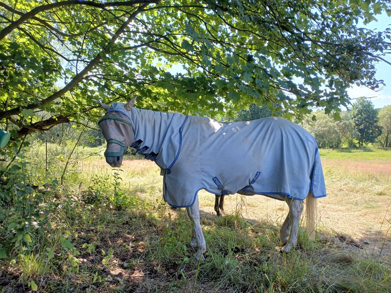 American Quarter Horse Wallach 10 Jahre 149 cm in Herrnhut