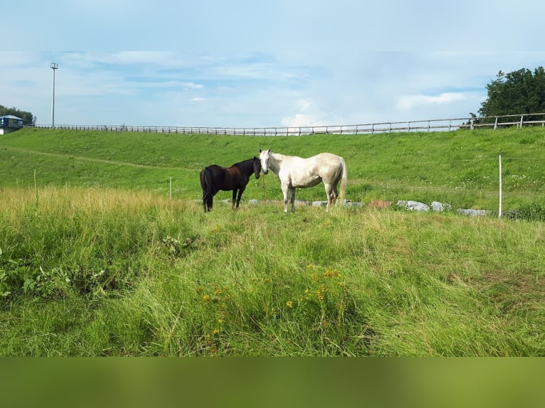 American Quarter Horse Wallach 10 Jahre 149 cm in Herrnhut