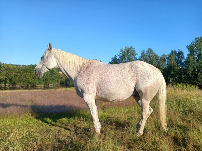 American Quarter Horse Wallach 10 Jahre 149 cm in Herrnhut