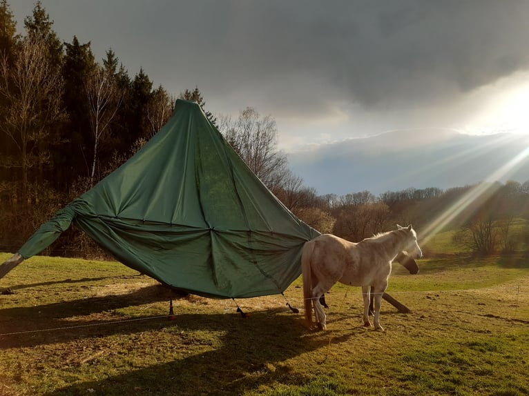 American Quarter Horse Wallach 10 Jahre 149 cm in Herrnhut