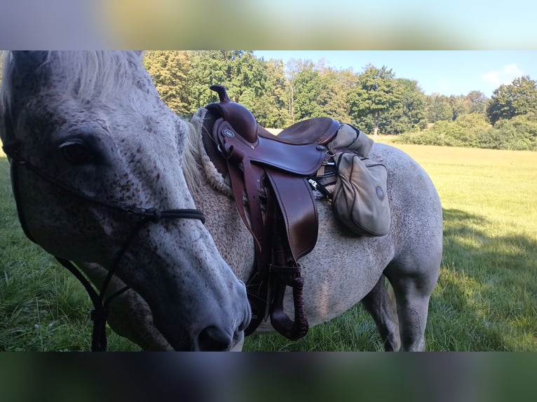 American Quarter Horse Wallach 10 Jahre 149 cm in Herrnhut
