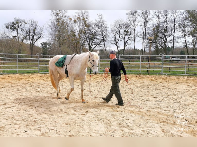 American Quarter Horse Wallach 10 Jahre 149 cm in Herrnhut