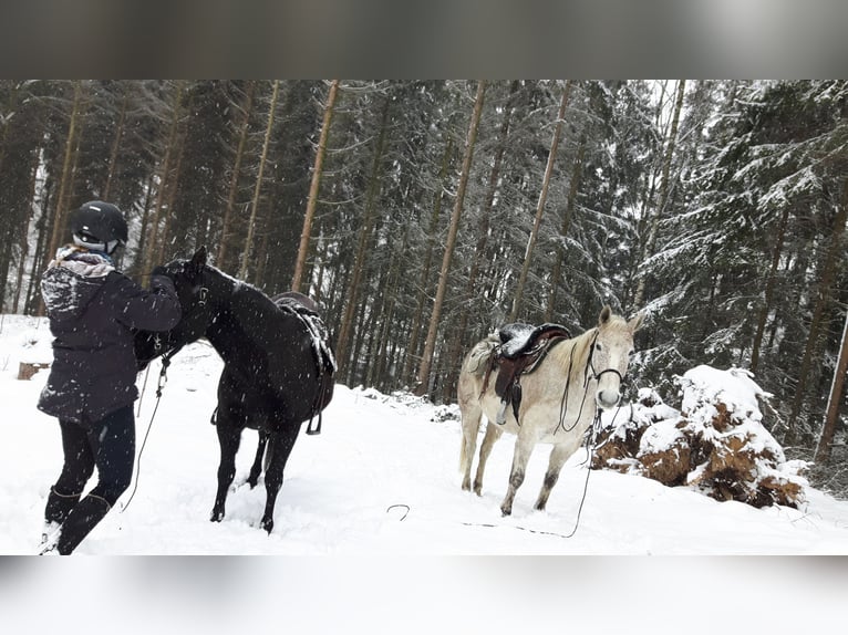 American Quarter Horse Wallach 10 Jahre 149 cm in Herrnhut