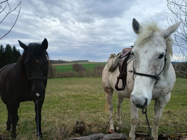 American Quarter Horse Wallach 10 Jahre 149 cm in Herrnhut
