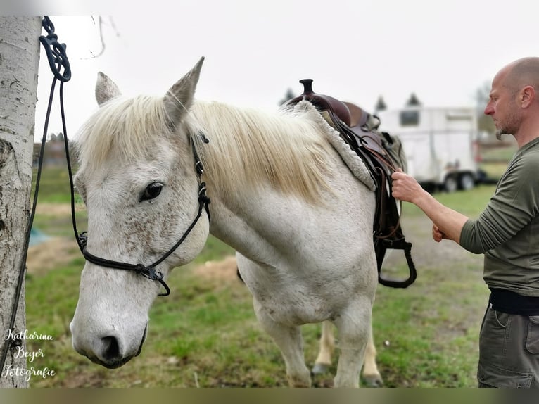 American Quarter Horse Wallach 10 Jahre 149 cm in Herrnhut