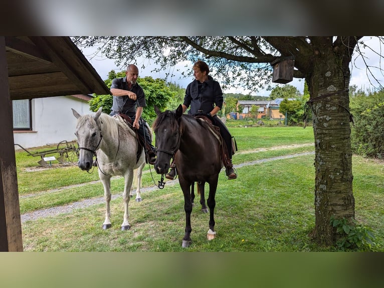 American Quarter Horse Wallach 10 Jahre 149 cm in Herrnhut