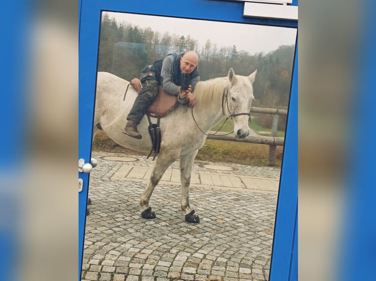 American Quarter Horse Wallach 10 Jahre 149 cm in Herrnhut