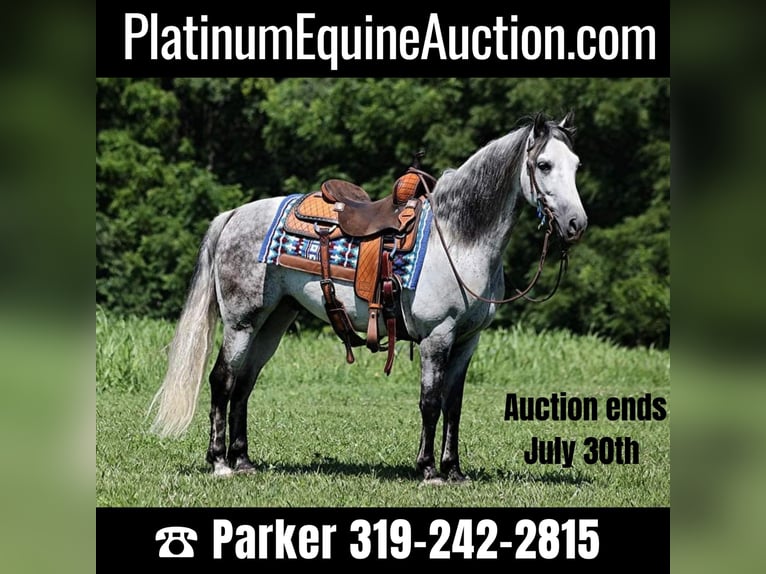 American Quarter Horse Wallach 10 Jahre 150 cm Apfelschimmel in Somerset KY