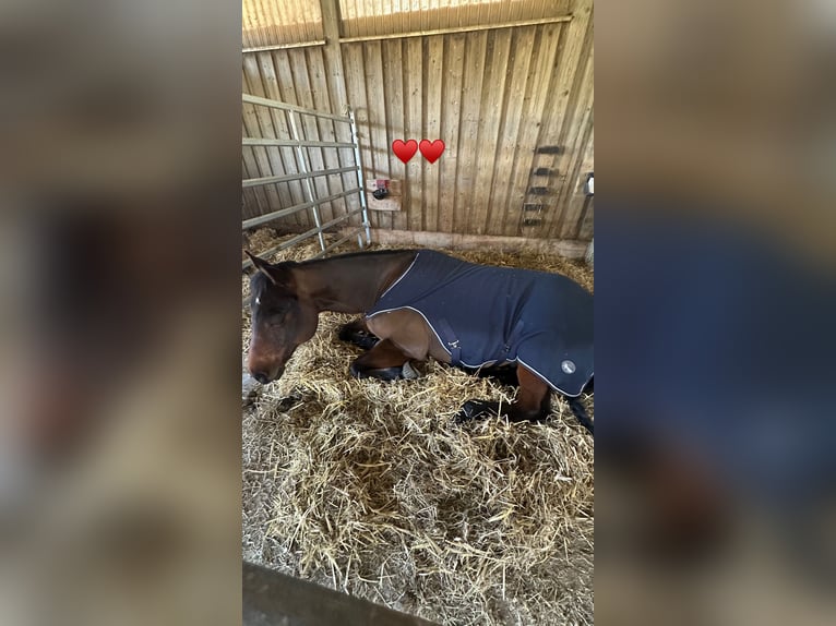 American Quarter Horse Wallach 10 Jahre 150 cm Brauner in Ilfeld