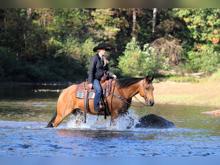 American Quarter Horse Wallach 10 Jahre 150 cm Buckskin in Clarion