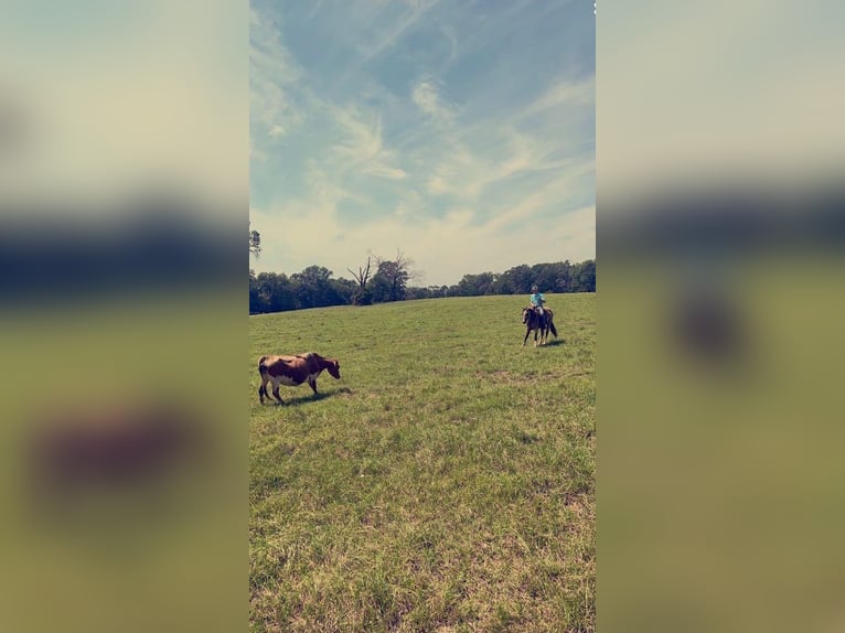 American Quarter Horse Wallach 10 Jahre 150 cm Buckskin in Rusk TX