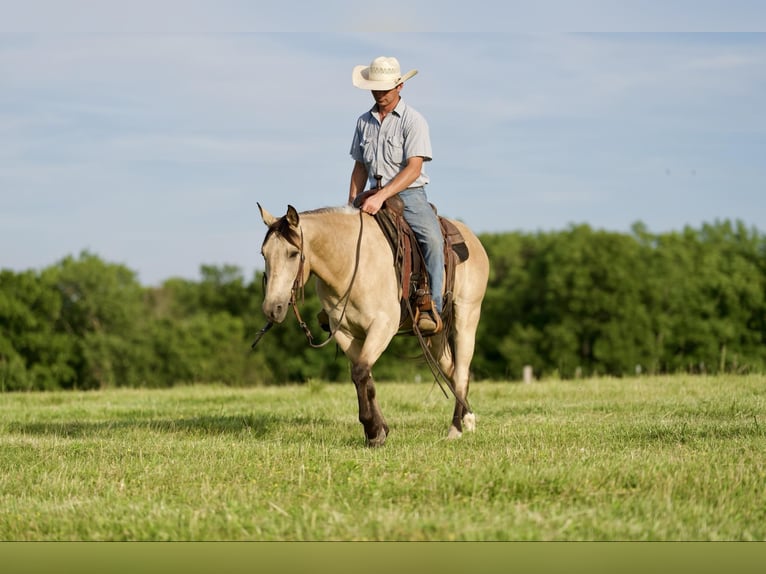 American Quarter Horse Wallach 10 Jahre 150 cm Buckskin in CANYON, TX