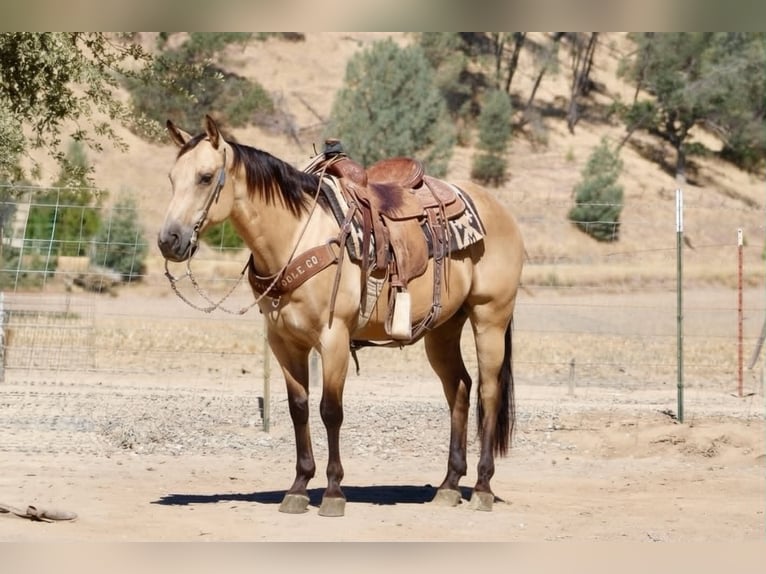 American Quarter Horse Wallach 10 Jahre 150 cm Buckskin in Tres Pinos