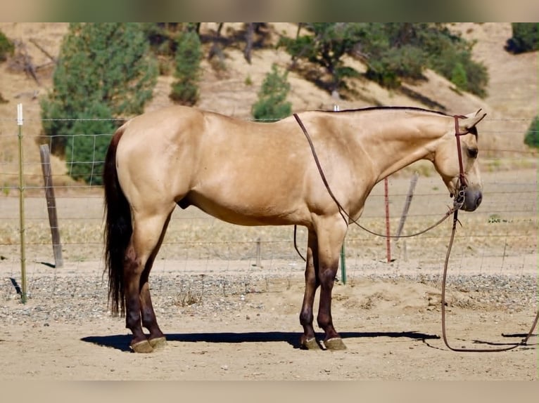 American Quarter Horse Wallach 10 Jahre 150 cm Buckskin in Tres Pinos