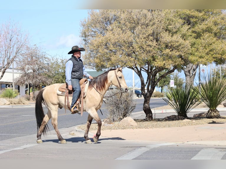 American Quarter Horse Wallach 10 Jahre 150 cm Buckskin in Camp Verde AZ