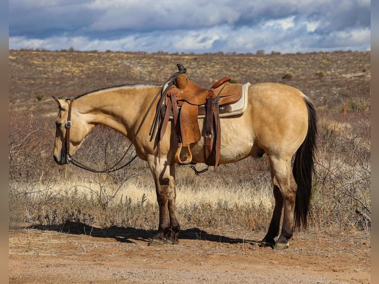 American Quarter Horse Wallach 10 Jahre 150 cm Buckskin in Camp Verde AZ