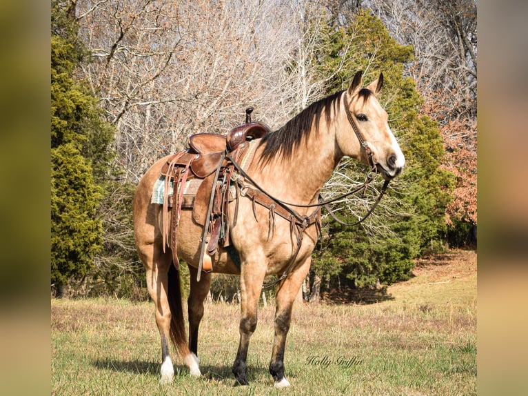American Quarter Horse Wallach 10 Jahre 150 cm Buckskin in Greenville Ky