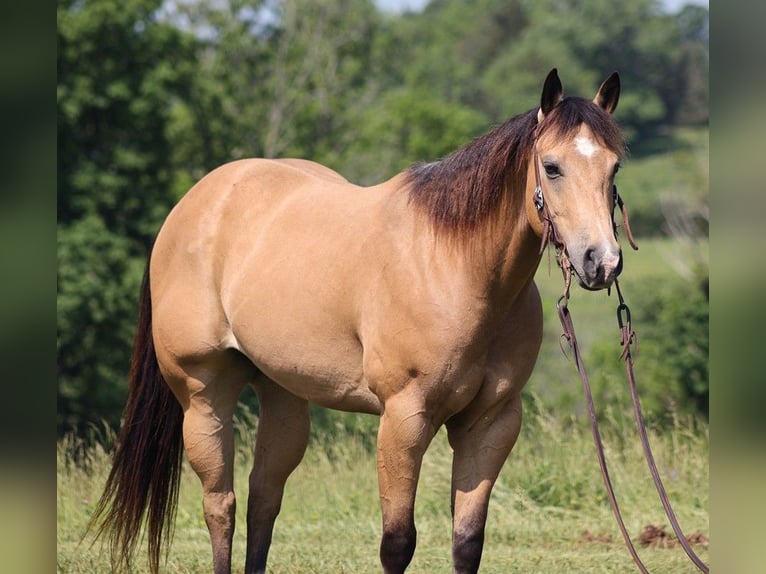 American Quarter Horse Wallach 10 Jahre 150 cm Buckskin in Somerset Ky