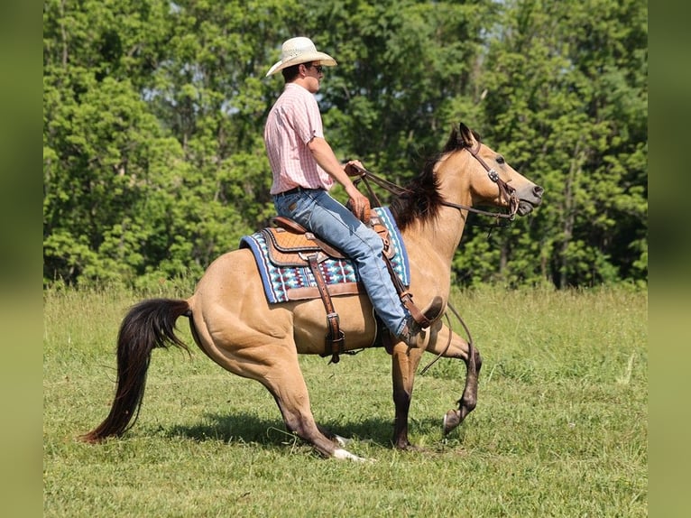 American Quarter Horse Wallach 10 Jahre 150 cm Buckskin in Somerset Ky