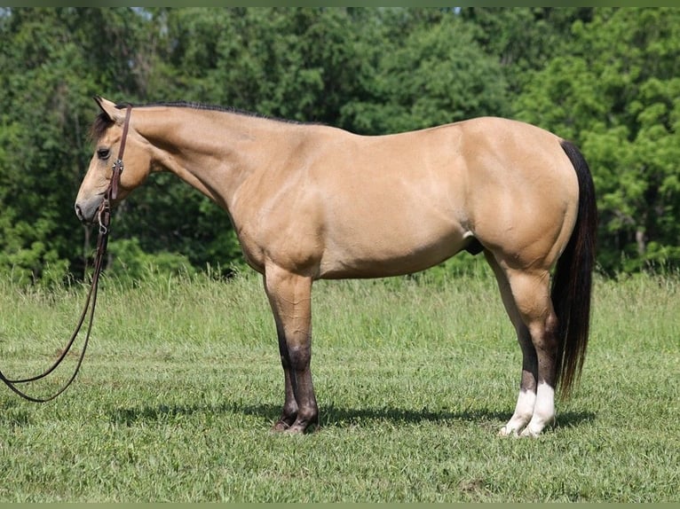 American Quarter Horse Wallach 10 Jahre 150 cm Buckskin in Somerset Ky
