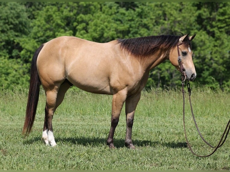 American Quarter Horse Wallach 10 Jahre 150 cm Buckskin in Somerset Ky