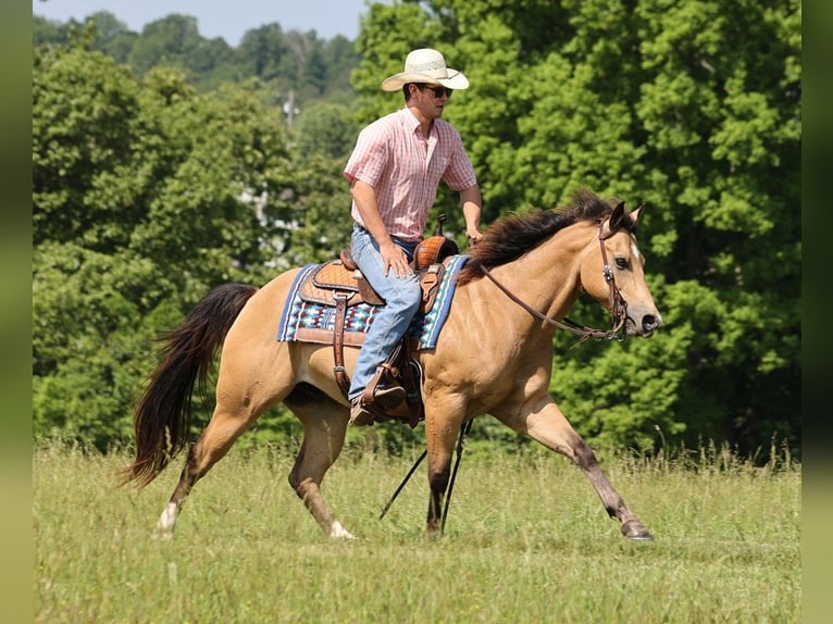 American Quarter Horse Wallach 10 Jahre 150 cm Buckskin in Somerset Ky