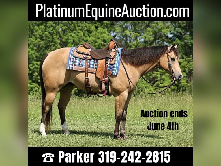American Quarter Horse Wallach 10 Jahre 150 cm Buckskin in Somerset Ky