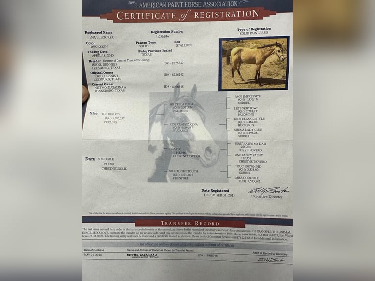 American Quarter Horse Wallach 10 Jahre 150 cm Buckskin in Somerset Ky
