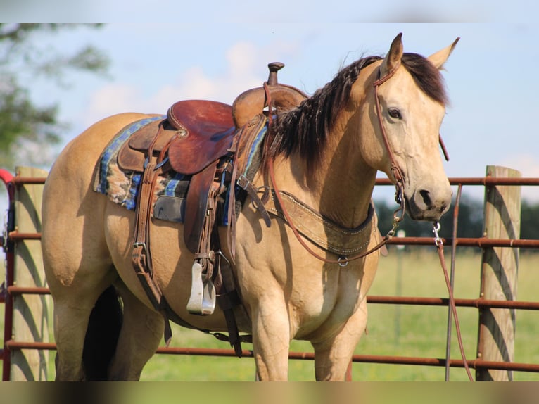 American Quarter Horse Wallach 10 Jahre 150 cm Buckskin in Sonora KY