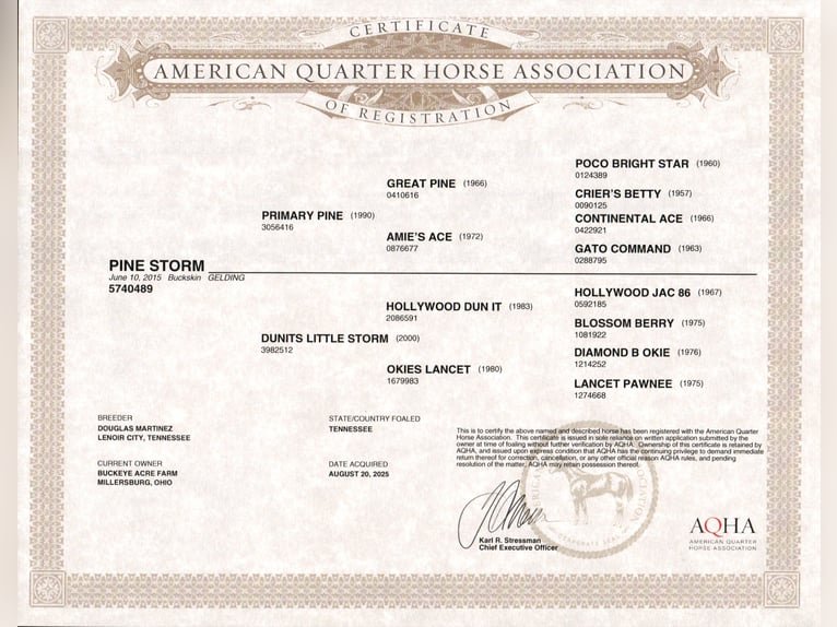 American Quarter Horse Wallach 10 Jahre 150 cm Buckskin in Millersburg