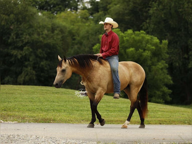 American Quarter Horse Wallach 10 Jahre 150 cm Buckskin in Millersburg