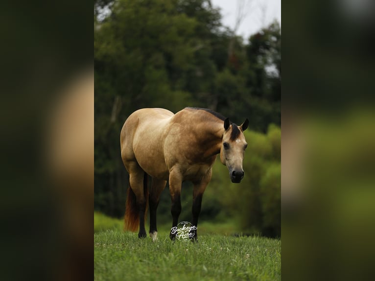 American Quarter Horse Wallach 10 Jahre 150 cm Buckskin in Millersburg