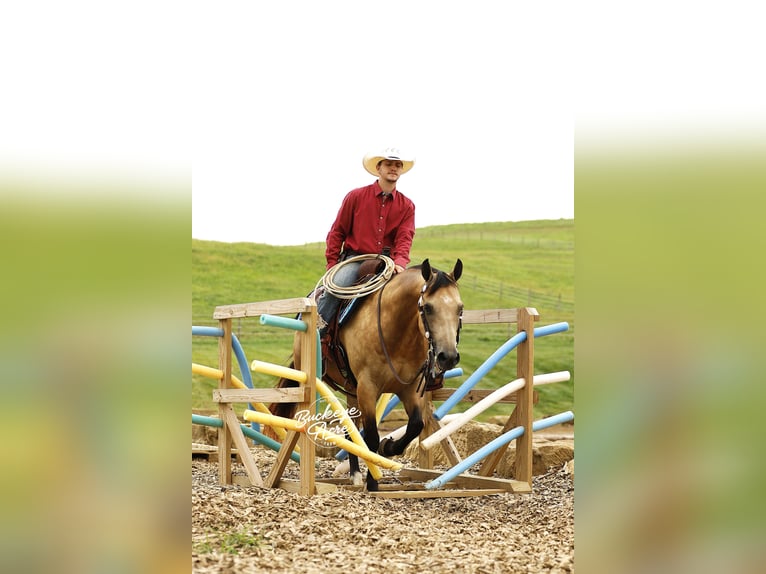 American Quarter Horse Wallach 10 Jahre 150 cm Buckskin in Millersburg